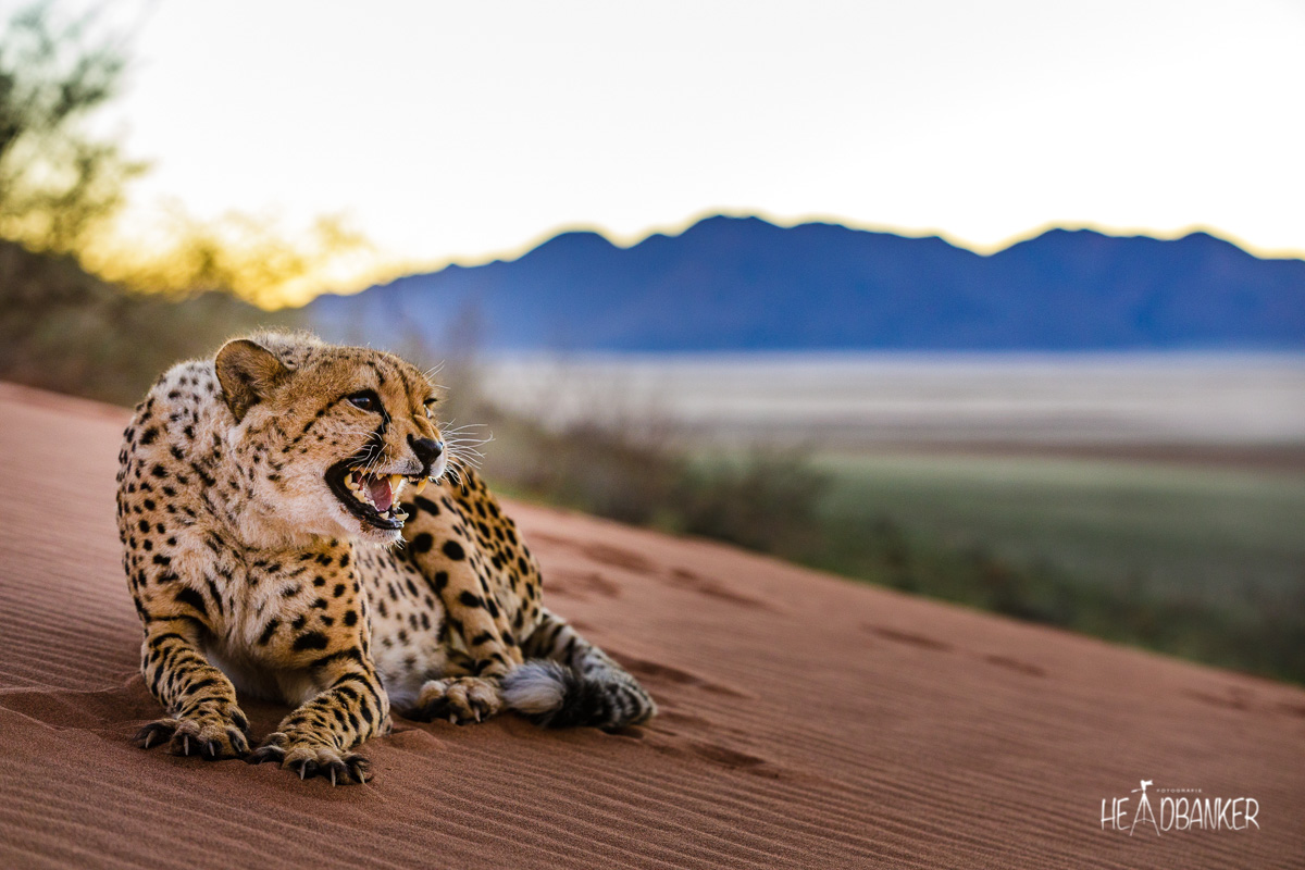 Namibia XIII – Rendez-Vous mit Geparden