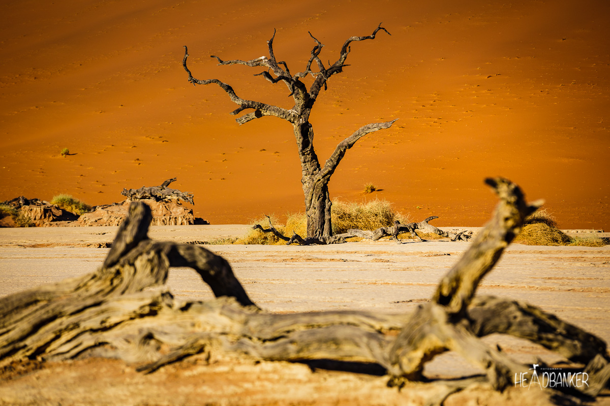 Namibia XV – Im Deadvlei