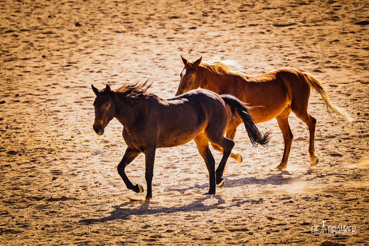 Namibia X – Die wilden Pferde der Namib
