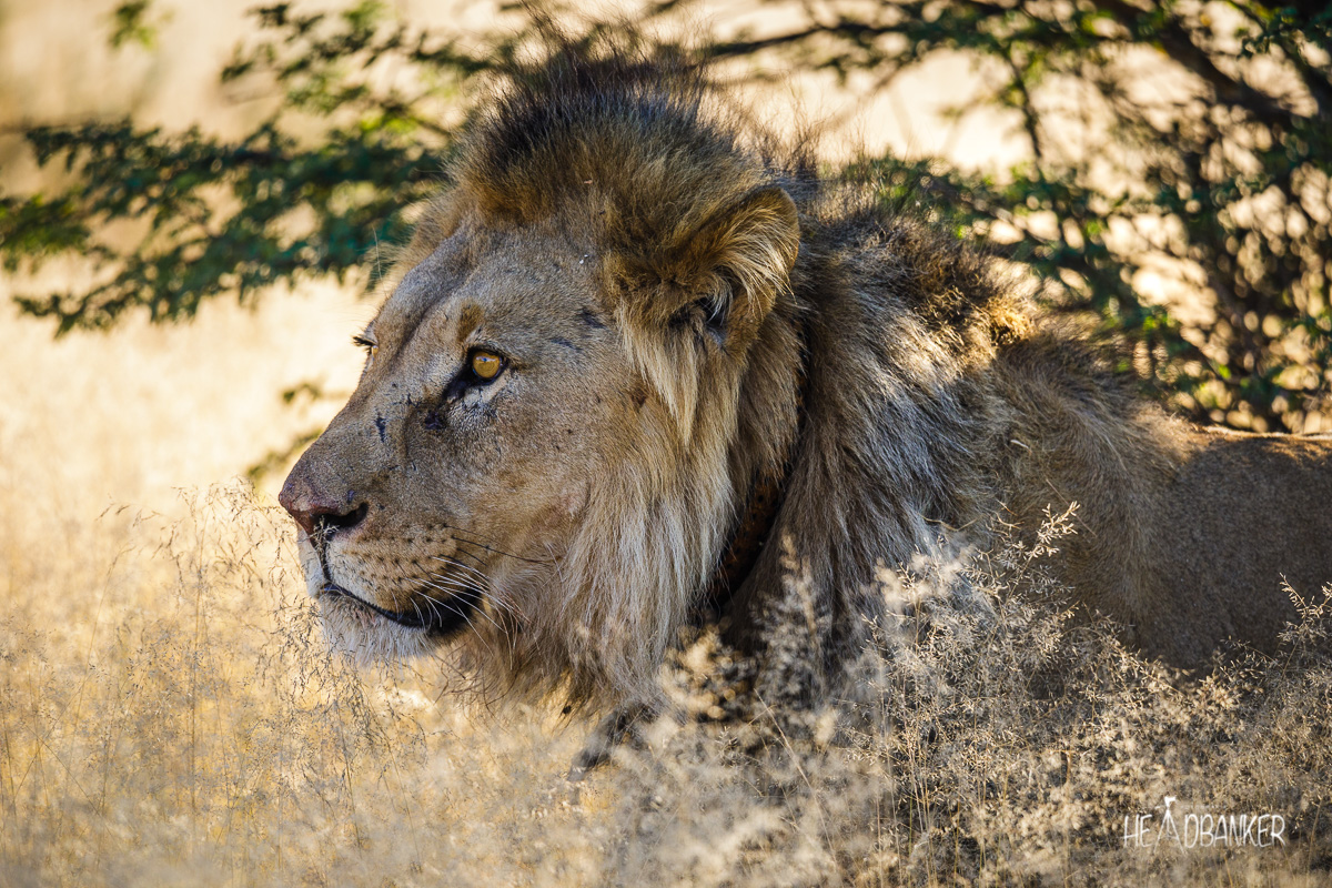 Namibia XXII – Erindi Game Reserve